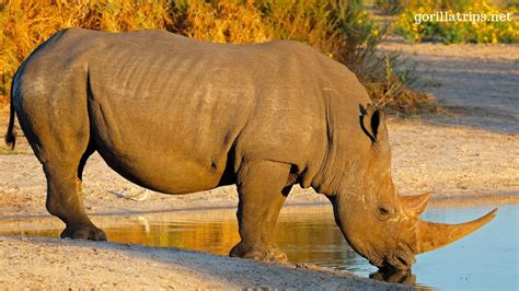 Top 9 Endangered Animal Species In Uganda Saso Uganda Safaris