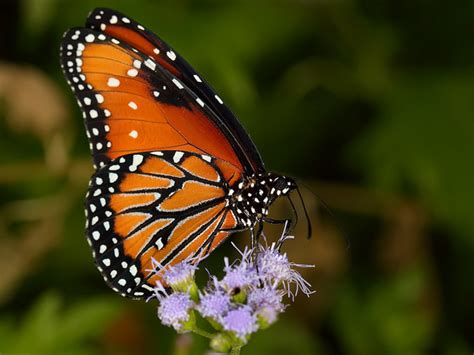 Top 10 Beautiful Butterflies of the USA | HubPages