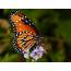 Top 10 Beautiful Butterflies Of The USA  HubPages
