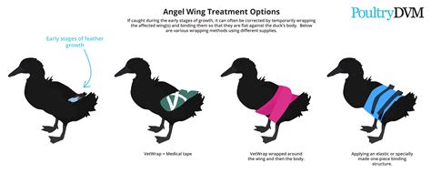 How To Fix Angel Wing In Ducks Backyard Ducks Angel Wings Duck