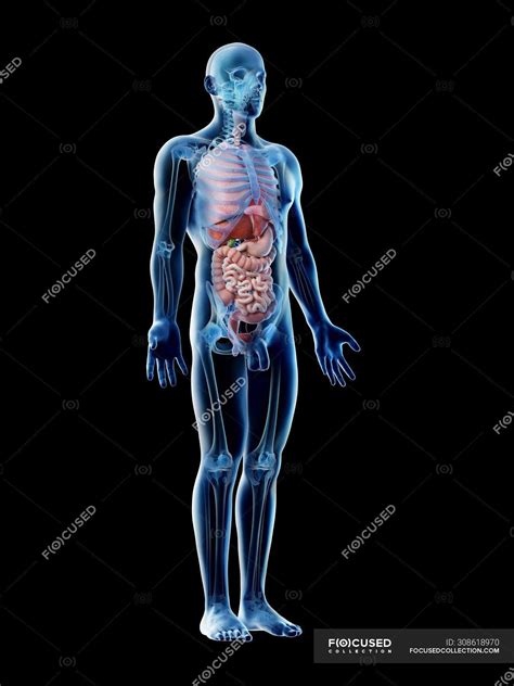 It is composed of many different types of cells that together create tissues and subsequently organ systems. Transparent body model showing male anatomy and internal organs, digital illustration. — medical ...
