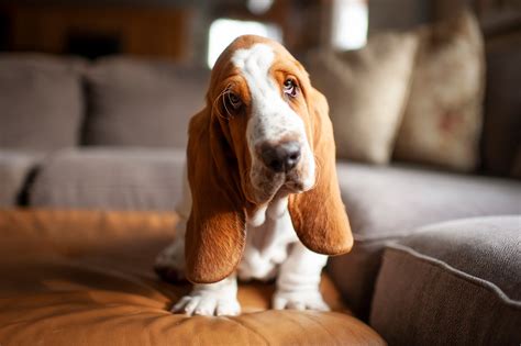 3450 Basset Hound Photos And Premium High Res Pictures Getty Images