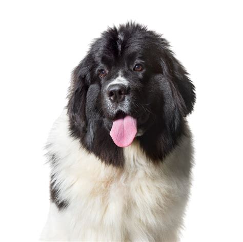 Newfoundland Character And Ownership Dog Breed Pictures Dogbible