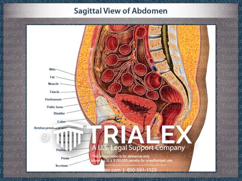 Sagittal Abdomen Sections Anatomy My XXX Hot Girl