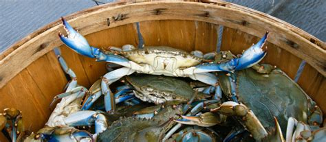 all about maryland blue crabs food so good mall