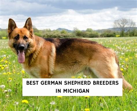 6 Best German Shepherd Breeders In Michigan 2023 We Love Doodles