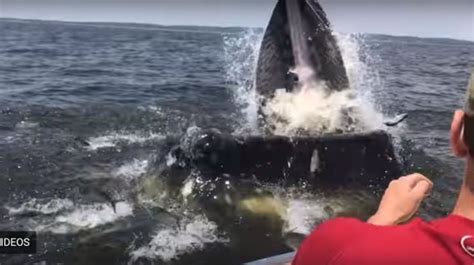 Comment S Appelle La Femelle De La Baleine - Il n'aurait pas pu voir une baleine de plus près | HuffPost Québec Vivre