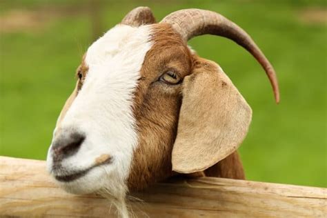 The Ultimate List Of Goat Breeds For Your Farm The Free Range Life