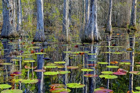 Cypress Swamp Lily Pads Photograph By Jackson Ball Fine Art America