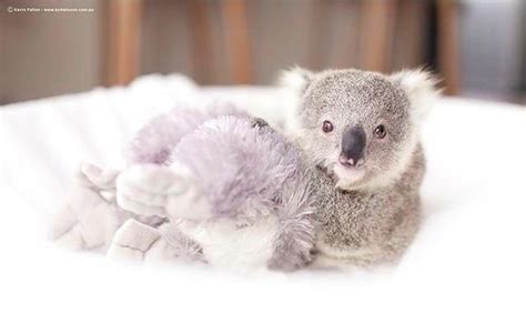 Warning This Is The Cutest Baby Koala Video Youve Ever Seen