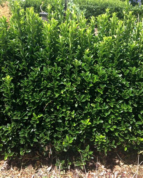 Fertilizing and observing your plants often is the best deterrent to pests and diseases. Euonymus "Green Rocket" - Hello Hello Plants & Garden Supplies