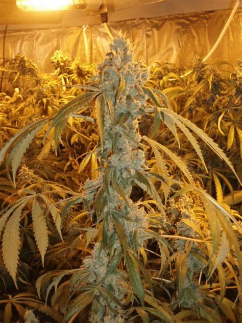 Orange Haze – Autofloraison – Féminisé - Graines de Cannabis Quebec