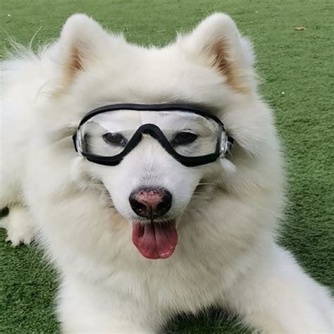 Cool Dog Sunglasses Uv Protection Windproof Goggles Pet Eye Wear Medium