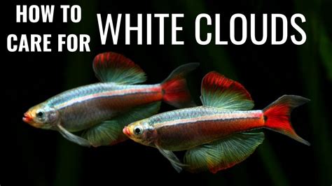 White Cloud Mountain Minnow Care Guide How To Care For White Clouds
