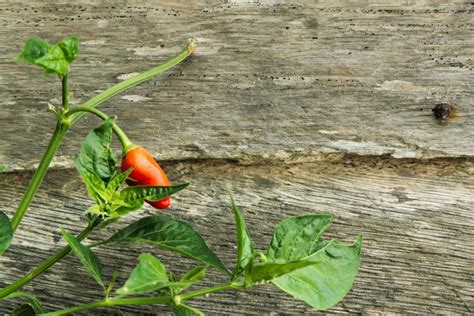 How To Grow Hot Peppers Dengarden