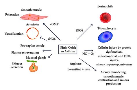 Nitric oxide supplements might help reduce erectile dysfunction and enhance heart health in some people. The dual effects of nitric oxide in asthma pathology. In ...