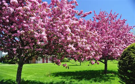 See more ideas about flowering trees, summer flowers, woodland garden. Elegant Flowering Spring Frees | Preparing Outdoor Area ...