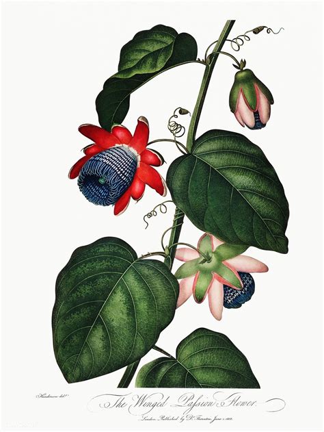 the winged passion flower illustration free image by botanical illustration