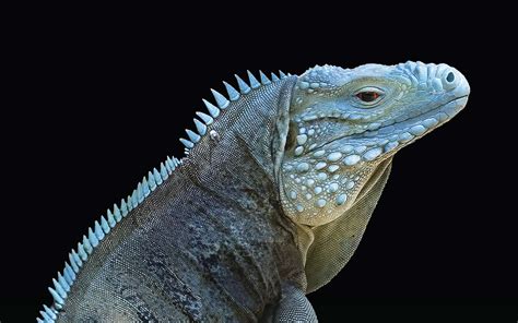 Blue Iguana Day Msu Biologist Brings Awareness To Endangered Species