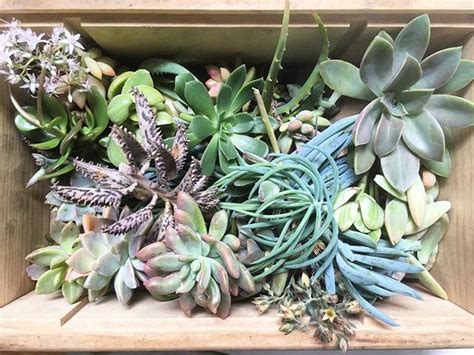 Box O Succulent Cuttings For A Full Day Of Wreath Making Ill Have