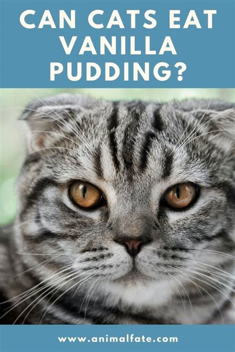 They're little couch potatoes now, their nutrition needs are much lower, so it's easy to overfeed them. so how much food does your cat need? Can Cats Eat Vanilla Pudding? (The Answer Will Surprise ...