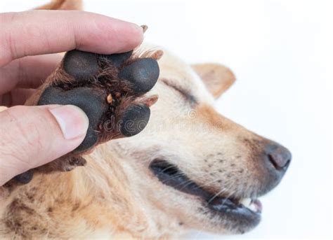 Closeup Many Ticks On Foot Dog Selective Focus Pet Healthy Con Stock