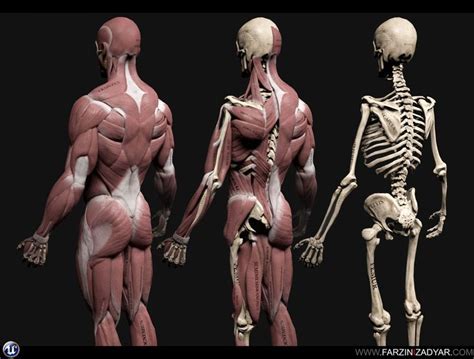 Human Anatomy Kit 3d Model Human Anatomy Anatomy Art Anatomy