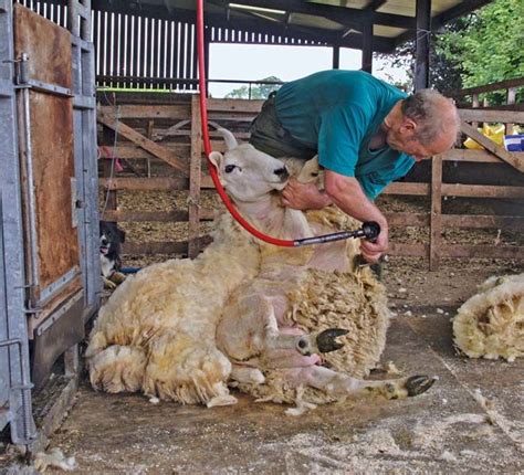 Shearing Shearing Sheep Cloth Machines Britannica