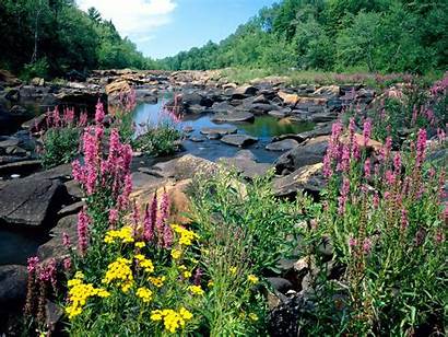 National Usa Park Wallpapers Wisconsin Flowers River