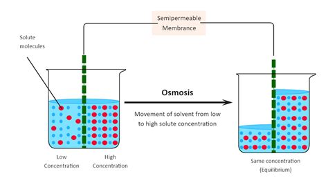 Osmosis Diagram Edrawmax Edrawmax Templates