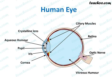 Labeled Diagram Of An Eye How To Draw Diagram Of Human Eye Easily Step By Step Youtube So