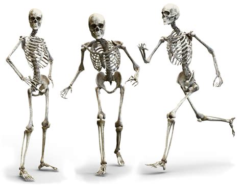 Although at birth, a baby initially has 300 bones. Skeleton Human Bone - Free image on Pixabay