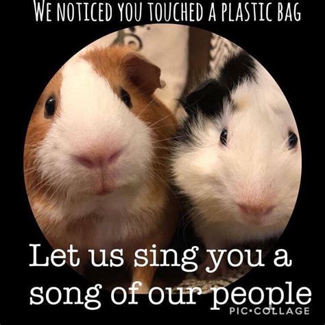 Funny Guinea Pig Pictures With Captions