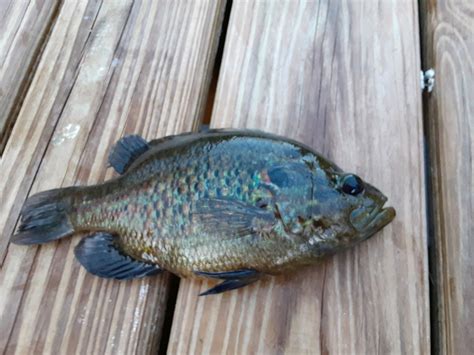 River Fish Id — Florida Sportsman