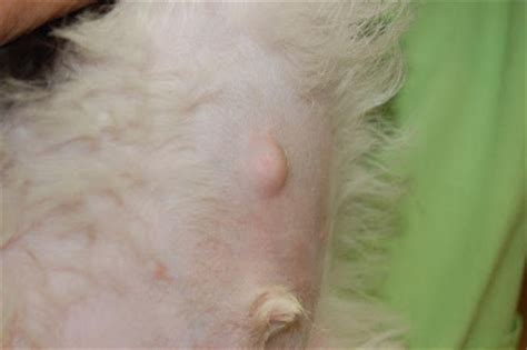 Find out how to identify an umbilical hernia and treat it if it is a problem for your dog. Arthur Veterinary Clinic: Umbilical Hernias in Puppies