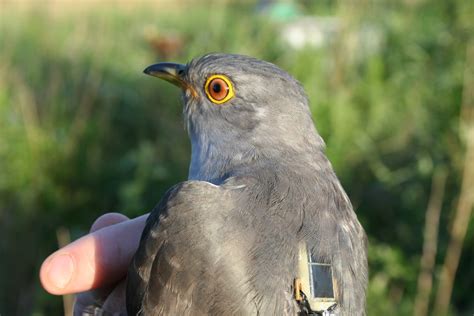Go where your routine can't. BTO Bird Migration Blog: June 2011