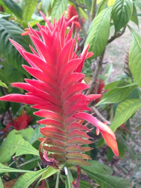 Whether you want to feel the caribbean sand between your toes on the beaches of tayrona national park, rappel through colombia's tallest. 17 Best images about Flora y Fauna de Colombia on ...