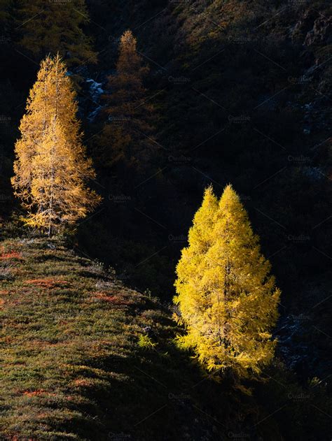 Autumn Larch Trees In Sunlight Landscaping Images Nature Photography