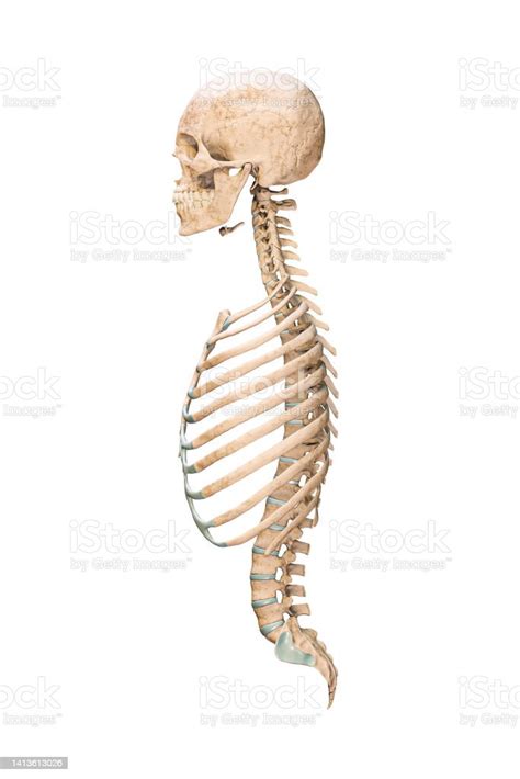 Accurate Lateral Or Profile View Of Axial Bones Of Human Skeletal