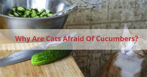 Why Are Cats Afraid Of Cucumbers Or Are They