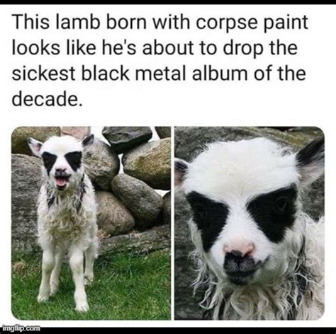 Image Tagged In Lambblack Metalcorpse Partypaint Imgflip
