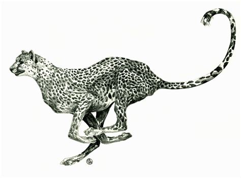 How To Draw A Cheetah Running Easy Step By Step For Beginners Rock Draw