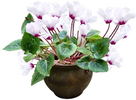 How long do christmas cactus live? Seasonal Plants - two of my favorites: Cyclamens and ...