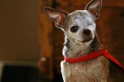 Deer Head Chihuahua Average Lifespan Pets Lovers