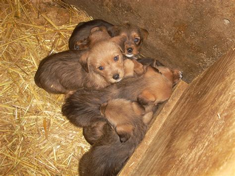 Sie finden hier 15 von 52 kleinanzeigen zum thema dackel welpen. Süße Dackel Welpen in Bischberg | Tiere | Kleinanzeigen