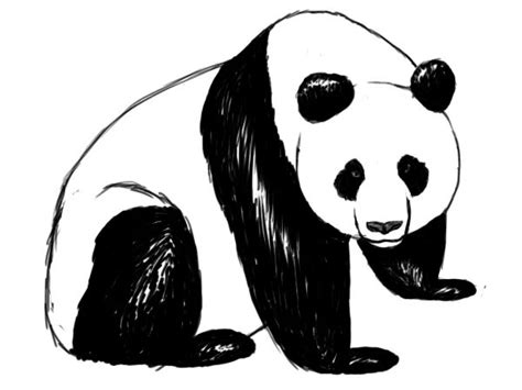 How To Draw A Panda ~ Draw Central Animal Sketches Animal Drawings