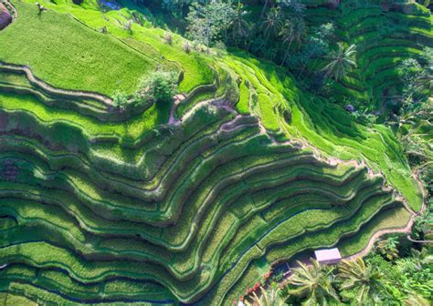 Download Indonesia Bali Man Made Rice Terrace 4k Ultra Hd Wallpaper