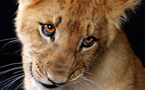 33 Cute Lion Cubs Wallpaper Wallpapersafari