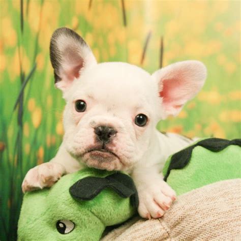 Black and White Frenchies | Bulldog puppies, French bulldog puppies