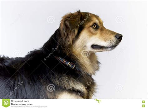 Dog Side Profile Stock Photo Image Of Shepherd White